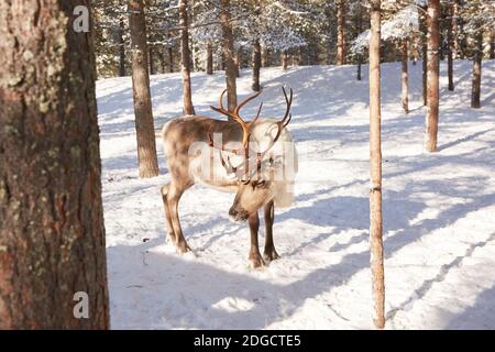 Rentiere im verschneiten Wald in Lappland, Finnland Stockfoto