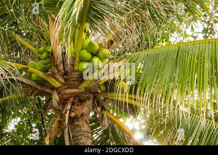 Bündel von grünen Kokosnüssen wachsen auf einer Palme auf Der Hintergrund der Blätter einer tropischen Insel Stockfoto