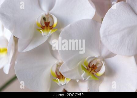 Weiße Mottenorchidee (Phalaenopsis amabilis (L.) Blume) Nahaufnahme Stockfoto