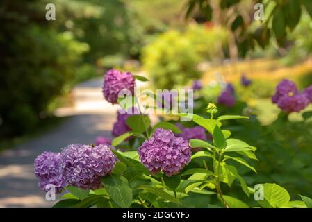 Die purpurnen Blüten der Hortensien auf den grünen Büschen Stockfoto