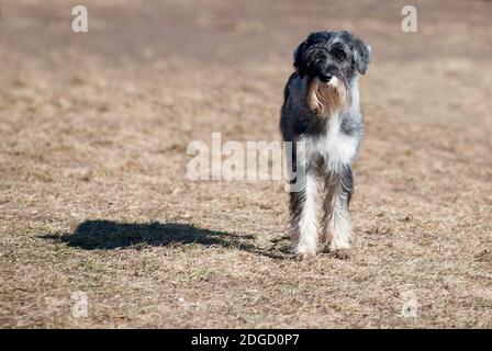 Mittelschnauzer Stockfoto