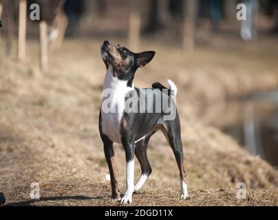 Tricolor basenji Stockfoto