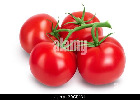 Tomatenzweig isoliert auf weißem Hintergrund mit Beschneidungspfad und voller Schärfentiefe. Stockfoto