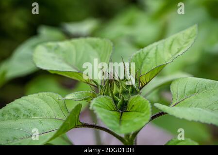 Eine Makroaufnahme einer Sonnenblumenblumenblüte Knospe Stockfoto