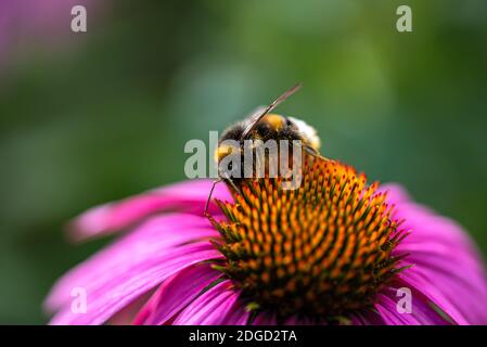 Grüne Gartenarbeit. Blühende Echinacea Blume, Echinacea purpurea Stockfoto