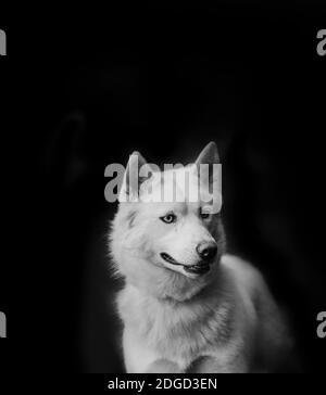 Weißer sibirischer Husky auf schwarzem Hintergrund Stockfoto