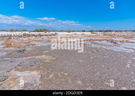 Holzsteg am Hamelin Pool für die Aussicht auf Stromatolithen, Australien Stockfoto