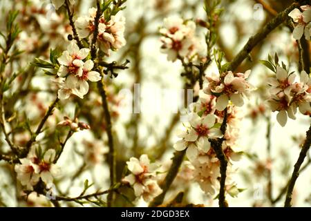 Mandelblüten in gelbem Farbton. Munilla, La Rioja. Stockfoto