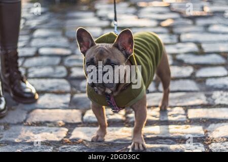 Französische Bulldogge im Hoodie freut sich. Vorlage für Design Stockfoto