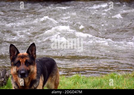 Deutscher Schäferhund (Elsässer) auf Grasfeld und Cidacos Fluss dahinter. Stockfoto