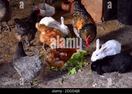 Hühner, Hahn und Kaninchen essen Salat im Inneren des Gebäudes. Stockfoto