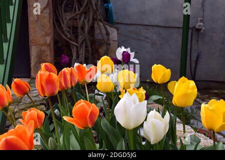 Tulpen in verschiedenen Farben (rot, orange, lila, gelb und weiß) in einem Steintoper. Stockfoto