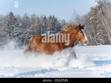 Schwere Pferderennen Stockfoto