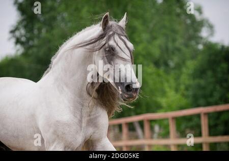 andalusisches Pferd in Bewegung Stockfoto