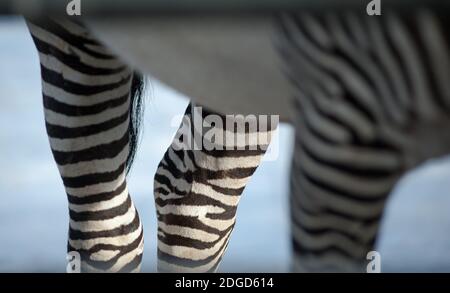 zebra Pferd Details der Beine Nahaufnahme Stockfoto