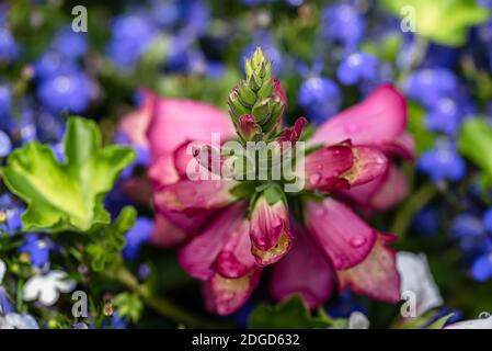 Rosa snapdragon Blumen umgeben von Flieder Blumen Stockfoto