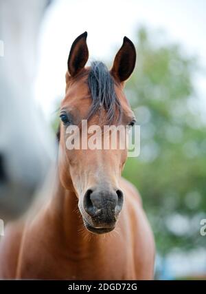 arabische Pferde aus nächster Nähe Stockfoto