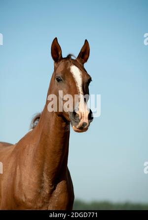 Reinrassige Pferde Stockfoto