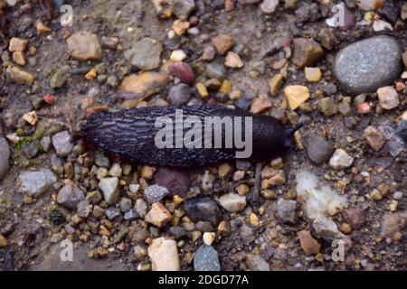 Schnecke (Arion ater) auf einem Steinpfad. Stockfoto