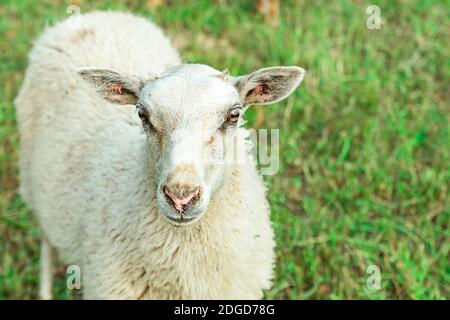 Weiße Schafe mit großen Ohren stehen auf dem grünen Gras Blick in die Kamera Stockfoto