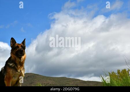 Deutscher Schäferhund (Elsässer) posiert mit blauem und bewölktem Himmel. Stockfoto