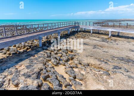 Holzsteg am Hamelin Pool für die Aussicht auf Stromatolithen, Australien Stockfoto