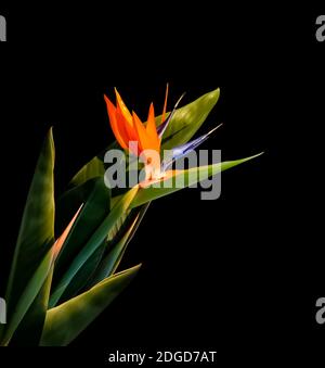 Bunte Paradiesvogel Blume Nahaufnahme mit Schatten und Blättern Isoliert auf schwarzem Hintergrund Stockfoto