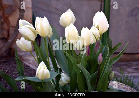 Blumenstrauß in der Fensterbox. Stockfoto