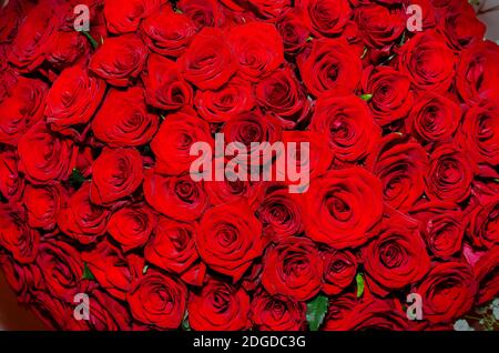 Rote Rosen in einem riesigen schönen Strauß für den Urlaub, natürlicher Hintergrund von natürlichen roten Rosen Stockfoto