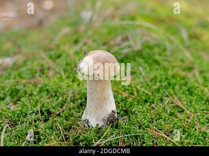 Pilz weiß essbar mit Hut und Bein wächst in den Wäldern an einem warmen Tag, Nahaufnahme Stockfoto