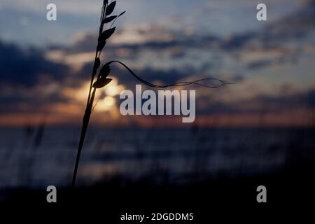 Strandgras in Silhouette mit Sonnenuntergang im Hintergrund Stockfoto
