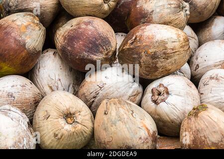 Zwiebel Rübe ganze weiße Knolle Nahaufnahme Hintergrund Gemüse Muster Stockfoto