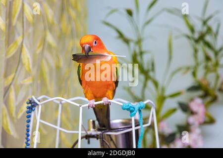 Schöne Vögel auf der Papagei Sonne conure auf halten ein Papageienfeder Stockfoto