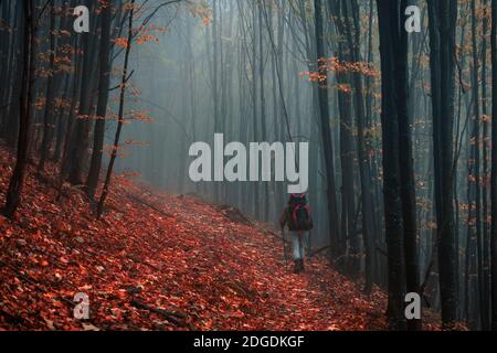 Regnerischer Herbsttag in einem Buchenwald Stockfoto