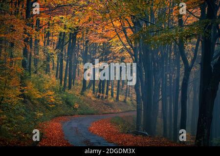 Nasse Straße mit Herbstblättern in einem Wald bedeckt Stockfoto