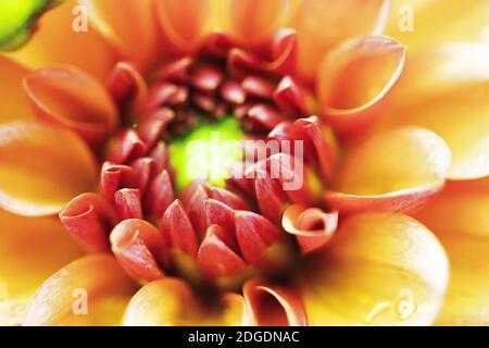 Dahlia Blumen in verschiedenen Farben Stockfoto