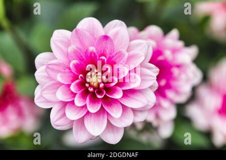 Dahlia Blumen in verschiedenen Farben Stockfoto