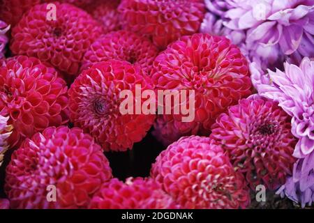 Dahlia Blumen in verschiedenen Farben Stockfoto