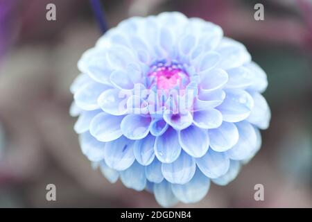 Dahlia Blumen in verschiedenen Farben Stockfoto