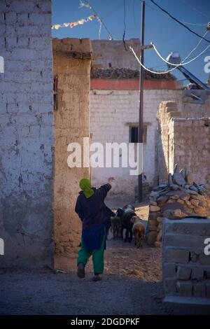 Schafe durch Pibiting Dorf in der Nähe von Padum in den frühen Morgen, Juli. Zanskar Tal, Ladakh, Jammu und Kaschmir, Nordindien Stockfoto