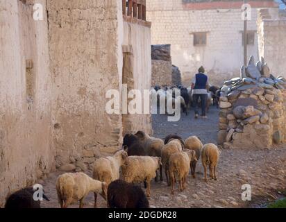 Schafe durch Pibiting Dorf in der Nähe von Padum in den frühen Morgen, Juli. Zanskar Tal, Ladakh, Jammu und Kaschmir, Nordindien Stockfoto