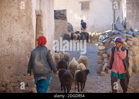 Schafe durch Pibiting Dorf in der Nähe von Padum in den frühen Morgen, Juli. Zanskar Tal, Ladakh, Jammu und Kaschmir, Nordindien Stockfoto