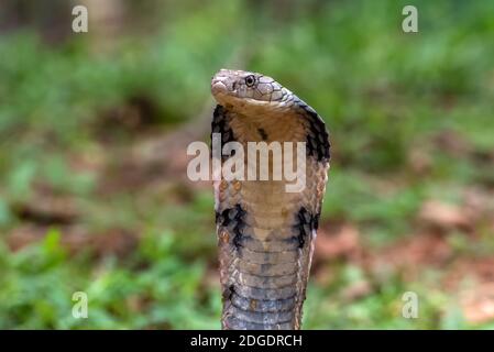 Die Gesichter von König Cobra (Ophiophagus hannah), giftige Schlange Stockfoto