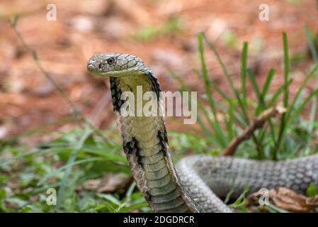 Die Gesichter von König Cobra (Ophiophagus hannah), giftige Schlange Stockfoto