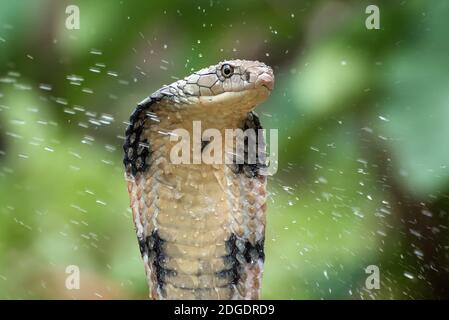 Die Gesichter von König Cobra (Ophiophagus hannah), giftige Schlange Stockfoto