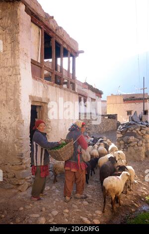 Schafe durch Pibiting Dorf in der Nähe von Padum in den frühen Morgen, Juli. Zanskar Tal, Ladakh, Jammu und Kaschmir, Nordindien Stockfoto