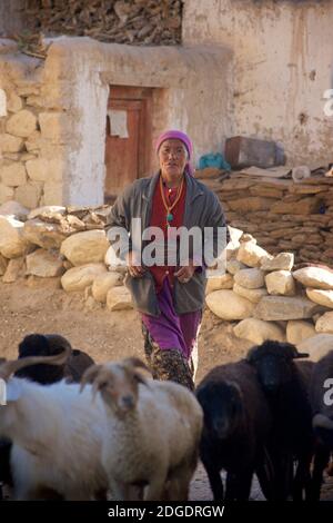 Schafe durch Pibiting Dorf in der Nähe von Padum in den frühen Morgen, Juli. Zanskar Tal, Ladakh, Jammu und Kaschmir, Nordindien Stockfoto