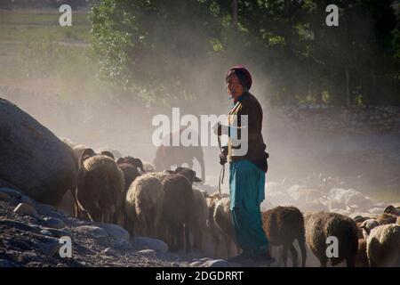 Schafe durch Pibiting Dorf in der Nähe von Padum in den frühen Morgen, Juli. Zanskar Tal, Ladakh, Jammu und Kaschmir, Nordindien Stockfoto