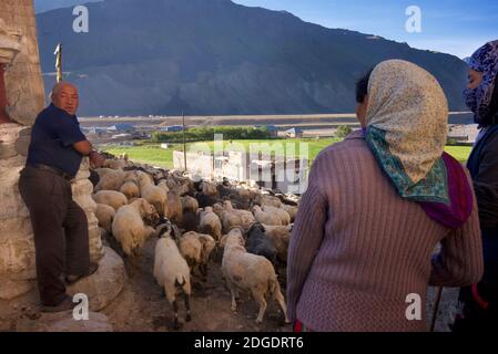 Schafe durch Pibiting Dorf in der Nähe von Padum in den frühen Morgen, Juli. Zanskar Tal, Ladakh, Jammu und Kaschmir, Nordindien Stockfoto