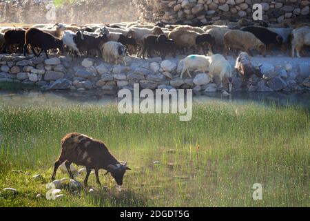 Schafe durch Pibiting Dorf in der Nähe von Padum in den frühen Morgen, Juli. Zanskar Tal, Ladakh, Jammu und Kaschmir, Nordindien Stockfoto